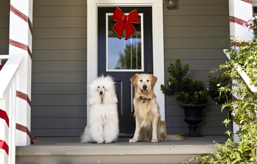 Christmas dogs