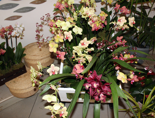 Vietnam street display at Orchid Mania