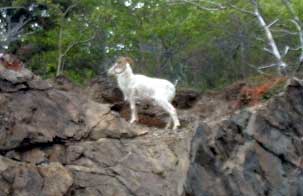 Dall Sheep