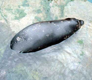 Harbor Seal