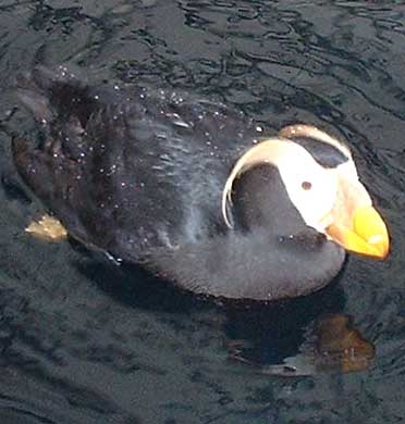 Posing Puffin