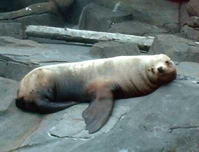 Tired Sea Lion