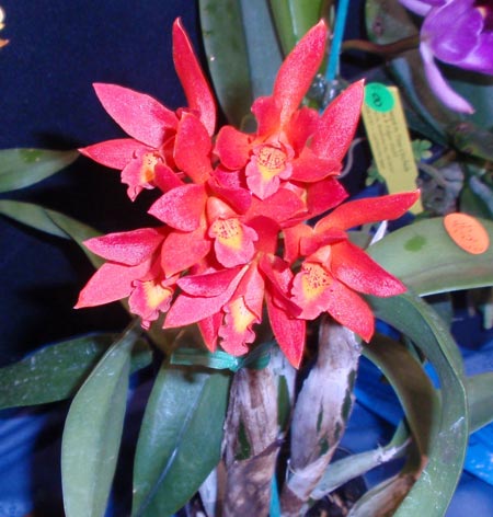 West Shore Orchid Society orchids at 2009 Cleveland Home and Garden Show (photos by Dan Hanson)