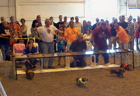 Wiener Dog race at Cleveland Oktoberfest