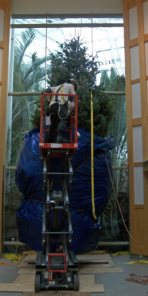 24' concolor fir tree