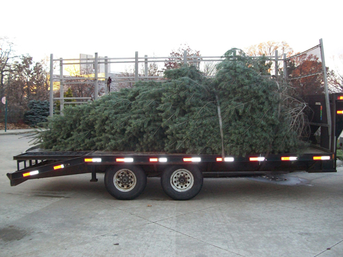 24' concolor fir tree
