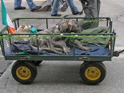 Irish Wolfhound puppy in the St Patrick's Day parade