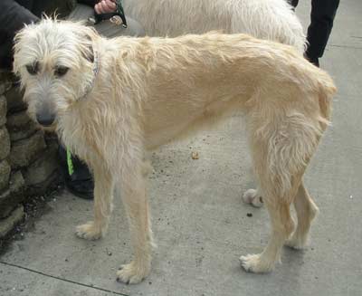 Irish Wolfhound