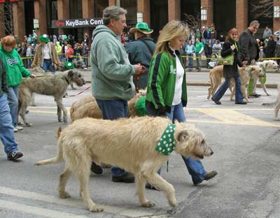 Irish Wolfhounds marching in the St Patrick's Day parade