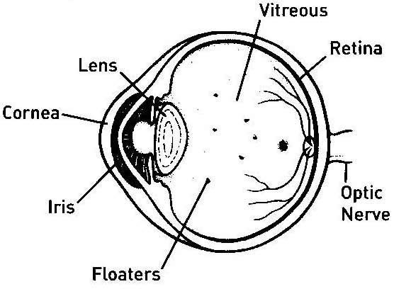 Anatomy of the eye - vitreous, floaters