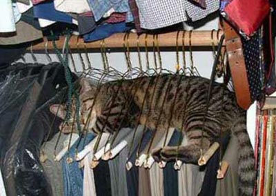 Cat sleeping in coat hangers