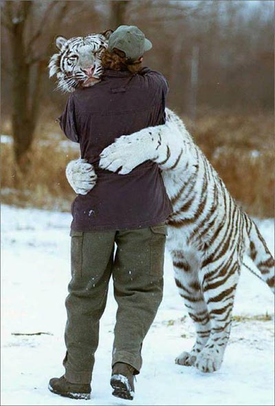 White tiger hugs man