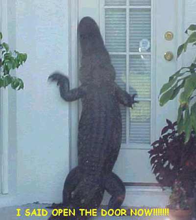 alligator at the door