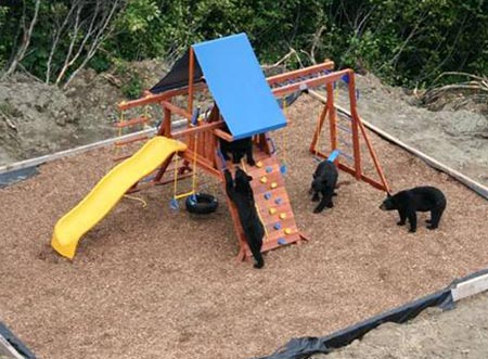 Bears playing in backyard playground