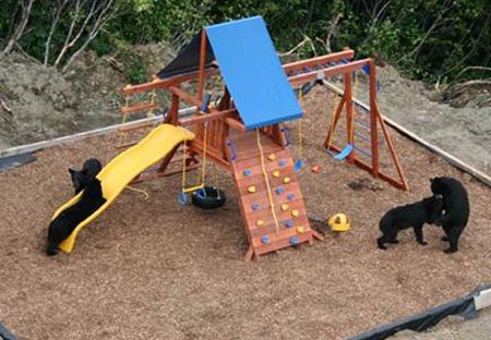 Bears playing in backyard playground