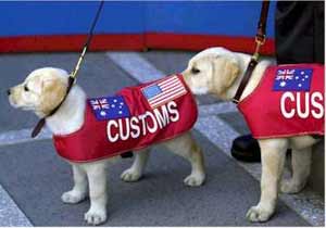 customs dogs
