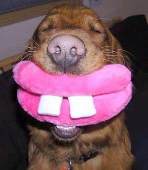 Dog with false teeth