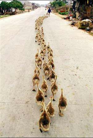 line of ducks