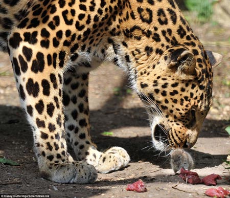 Leopard with mouse