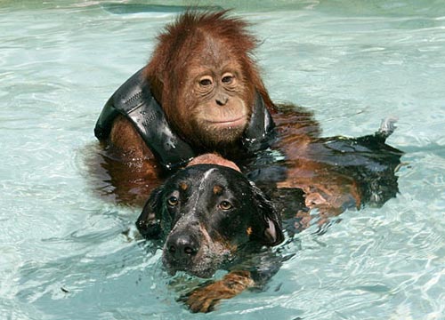 Orangutan monkey is best friends with a dog - great picture