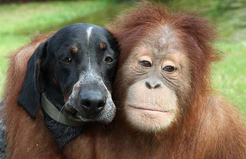 Orangutan monkey is best friends with a dog - great picture