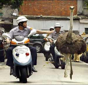 ostrich and police