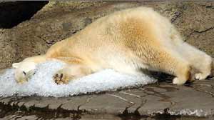 Polar Bear in ice