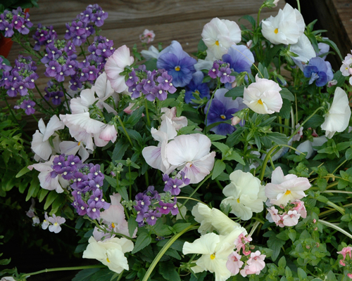 Pansies,Diascia and Nemesia photo by Melinda Myers