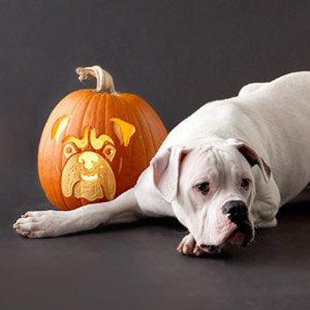 Dog carved as Hallowwen Jack-o-lantern pumpkin