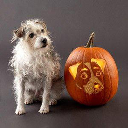 Dog carved as Hallowwen Jack-o-lantern pumpkin