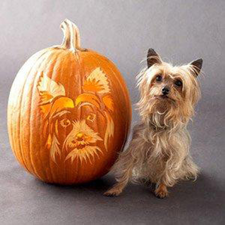 Dog carved as Hallowwen Jack-o-lantern pumpkin