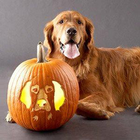 Dog carved as Hallowwen Jack-o-lantern pumpkin