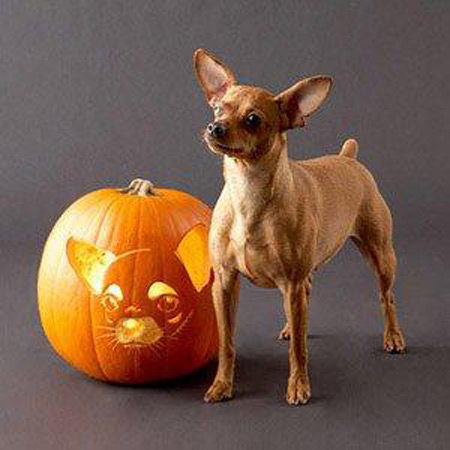 Dog carved as Hallowwen Jack-o-lantern pumpkin