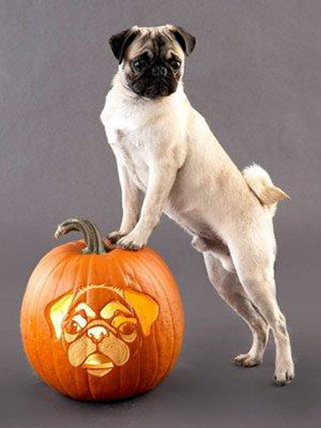 Dog carved as Hallowwen Jack-o-lantern pumpkin