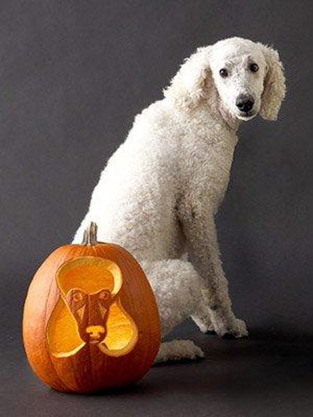 Dog carved as Hallowwen Jack-o-lantern pumpkin