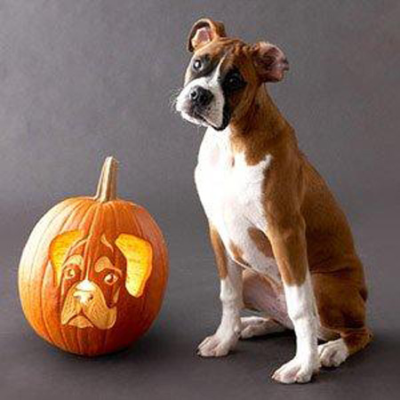 Dog carved as Hallowwen Jack-o-lantern pumpkin