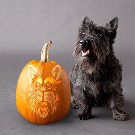 Dog carved as Hallowwen Jack-o-lantern pumpkin