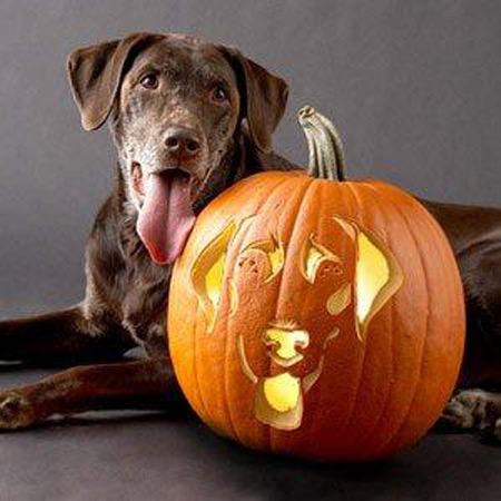 Dog carved as Hallowwen Jack-o-lantern pumpkin