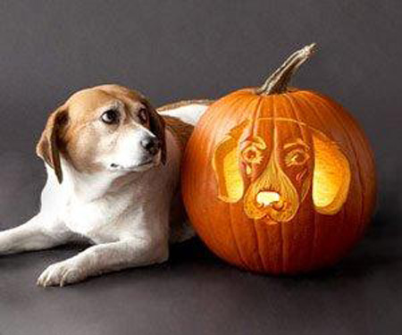 Dog carved as Hallowwen Jack-o-lantern pumpkin