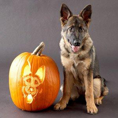 Dog carved as Hallowwen Jack-o-lantern pumpkin