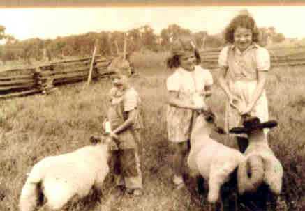 Feeding Lambs