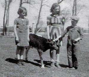 The Kitson kids and calf in 1943