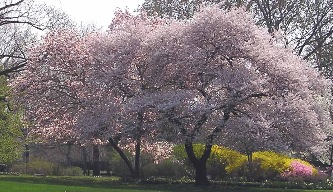 Lake View in spring