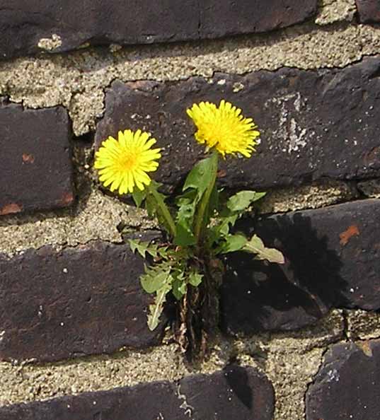 dandelions in brick wall