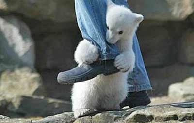 baby polar bear attacks a man's leg