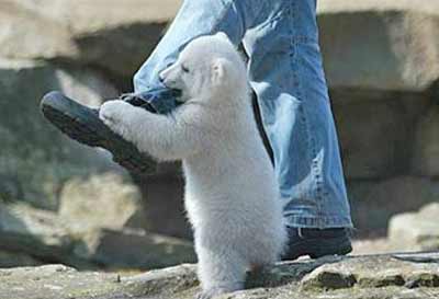 baby polar bear attacks a man's leg