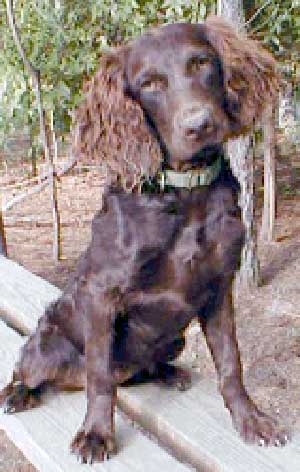 boykin spaniel dog