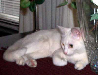 White Cat - Maggie May - Dennis Kleinweber