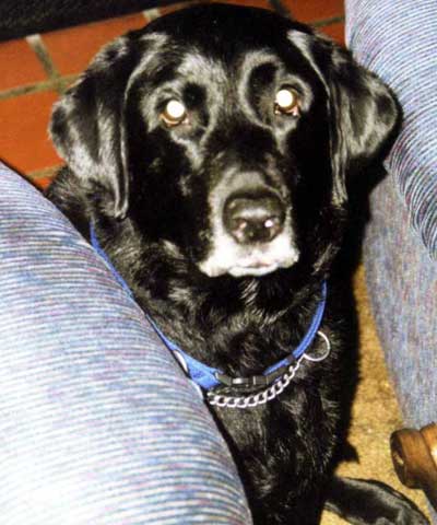 Black Labrador Retriever Conan