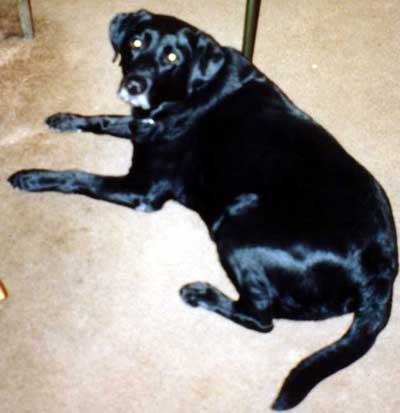 Black Labrador Retriever Conan